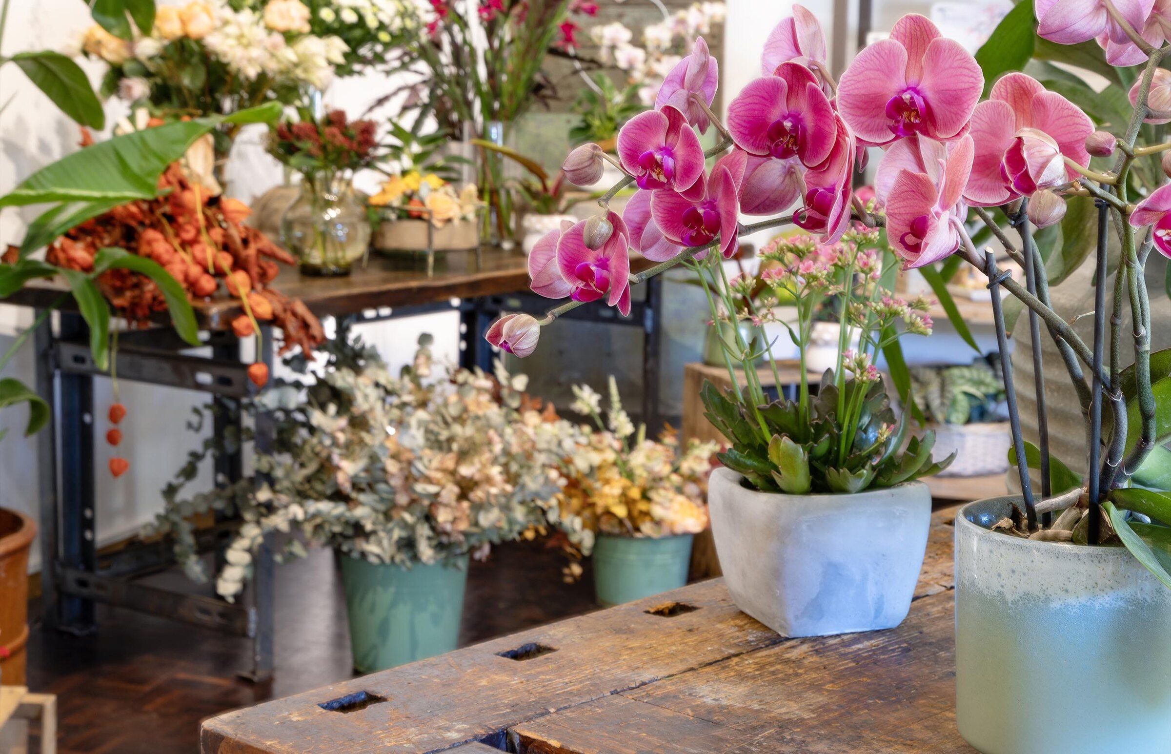 Orchidee fucsia, piante e fiori sul bancone della boutique